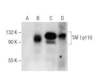 TAF I p110/p95 Antibody (D-8) - Western Blotting - Image 159461 