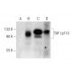 TAF I p110/p95 Antibody (D-8) - Western Blotting - Image 159461 