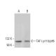 TAF I p110/p95 Antibody (D-8) - Western Blotting - Image 366340