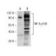 TAF II p100 Antibody (E-9) - Western Blotting - Image 160646