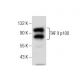 TAF II p100 Antibody (E-9) - Western Blotting - Image 164250 