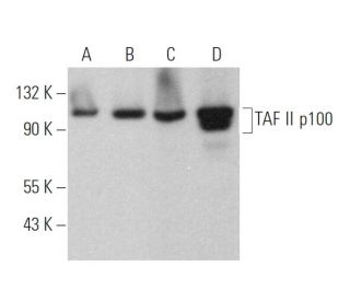 TAF II p100 Antibody (E-9) - Western Blotting - Image 370045 