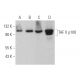 TAF II p100 Antibody (E-9) - Western Blotting - Image 370045 