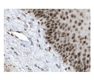 TAF II p130 Antibody (4A6) - Immunohistochemistry - Image 137284 
