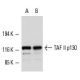 TAF II p130 Antibody (4A6) - Western Blotting - Image 1369