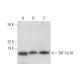 TAF II p18 Antibody (A-5) - Western Blotting - Image 294605 