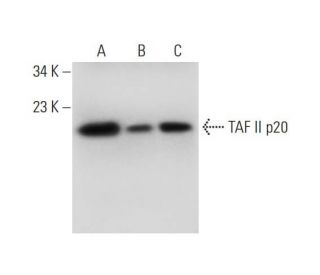 TAF II p20 Antibody (B-6) - Western Blotting - Image 325076 