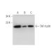 TAF II p20 Antibody (B-6) - Western Blotting - Image 325076 