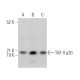 TAF II p20 Antibody (B-6) - Western Blotting - Image 367358