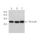 TAF II p28 Antibody (A-4) - Western Blotting - Image 371976 