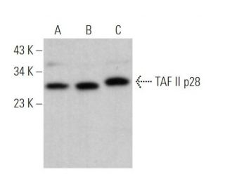 TAF II p28 Antibody (G-1) - Western Blotting - Image 371977 