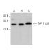 TAF II p28 Antibody (G-1) - Western Blotting - Image 371977 