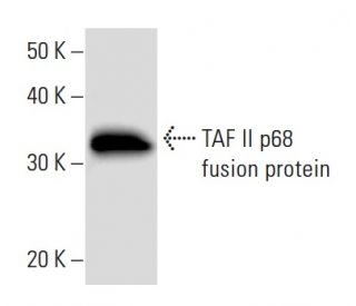 TAF II p68 Antibody (TAF15B11A6) - Western Blotting - Image 16791