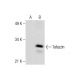Tafazzin Antibody (E-3) - Western Blotting - Image 284498 