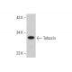 Tafazzin Antibody (E-3) - Western Blotting - Image 385184