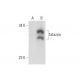 Tafazzin Antibody (F-7) - Western Blotting - Image 145021