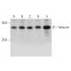 Tafazzin Antibody (F-7) - Western Blotting - Image 385183 