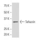 Tafazzin Antibody (JK-2) - Western Blotting - Image 34243