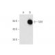 TAFI Antibody (13H4) - Western Blotting - Image 59453