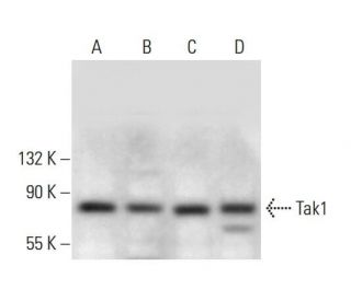 Tak1 Antibody (C-9) - Western Blotting - Image 376150