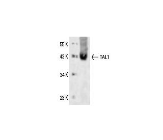 TAL1 Antibody (2TL242) - Western Blotting - Image 14325 