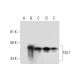 TAL1 Antibody (B-8) - Western Blotting - Image 294517