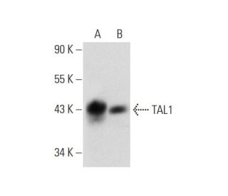 TAL1 Antibody (E-4) - Western Blotting - Image 300137 