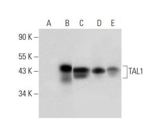 TAL1 Antibody (H-5) - Western Blotting - Image 301326