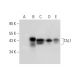 TAL1 Antibody (H-5) - Western Blotting - Image 301326