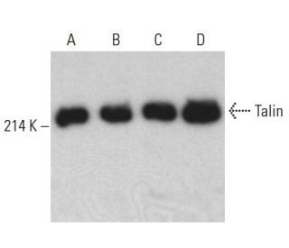 Talin Antibody (C-9) - Western Blotting - Image 398980 