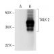 TALK-2 Antibody (A-5) - Western Blotting - Image 294827