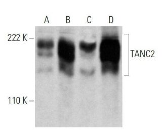 TANC2 Antibody (D-11) - Western Blotting - Image 358675 