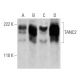 TANC2 Antibody (D-11) - Western Blotting - Image 358675 