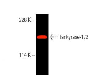 Tankyrase-1/2 Antibody (E-10) - Western Blotting - Image 389454
