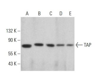 TAP Antibody (53H8) - Western Blotting - Image 360237 