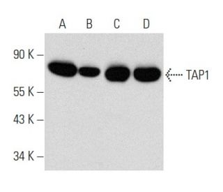 TAP1 Antibody (B-8) - Western Blotting - Image 356987 