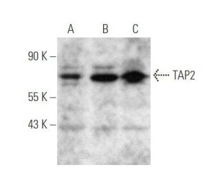 TAP2 Antibody (B-2) - Western Blotting - Image 351706Each CRISPR/Cas9 Knockout (KO) Plasmid product consists of a pool of 3 plasmids designed to ensure identification and cleavage of a specific gene for maximum knockout efficiency. Each plasmid encodes a unique 20 nt sequence derived from the GeCKO (v2) library.