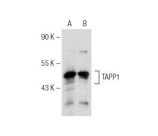 TAPP1 Antibody (D-5) - Western Blotting - Image 153895 