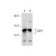 TAPP1 Antibody (D-5) - Western Blotting - Image 153895 