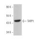 TAPP1 Antibody (D-5) - Western Blotting - Image 366491
