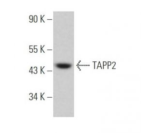 TAPP2 Antibody (A-7) - Western Blotting - Image 367660 