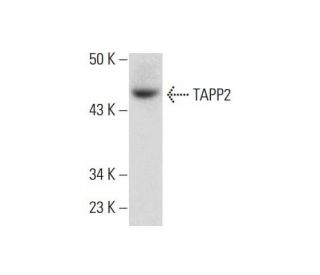 TAPP2 Antibody (C-8) - Western Blotting - Image 134144 