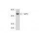 TAPP2 Antibody (C-8) - Western Blotting - Image 134144 