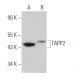 TAPP2 Antibody (C-8) - Western Blotting - Image 367662