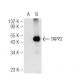 TAPP2 Antibody (D-2) - Western Blotting - Image 93747 