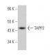 TAPP2 Antibody (D-2) - Western Blotting - Image 367661
