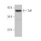 TaR Antibody (D-7) - Western Blotting - Image 368345