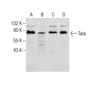 Tara Antibody (G-9) - Western Blotting - Image 285015 