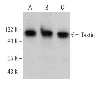 Tastin Antibody (F-12) - Western Blotting - Image 375893 