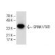 TATI Antibody (E-2) - Western Blotting - Image 150289 